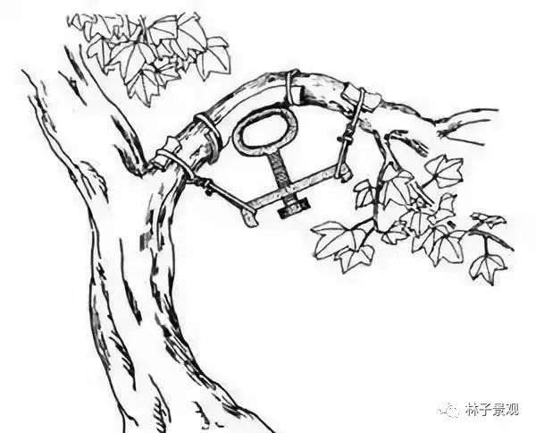 盆景枸杞制作盆景枝条拿弯的技巧