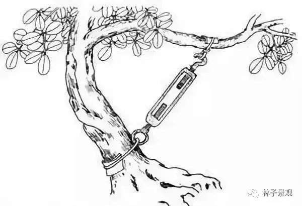 盆景枸杞制作盆景枝条拿弯的技巧