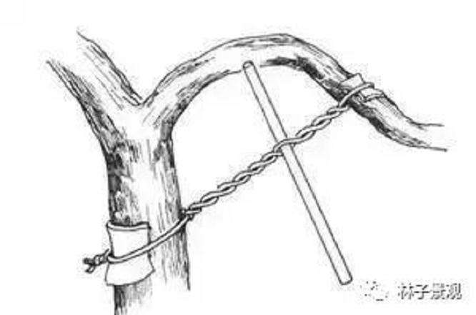 盆景枸杞制作盆景枝条拿弯的技巧