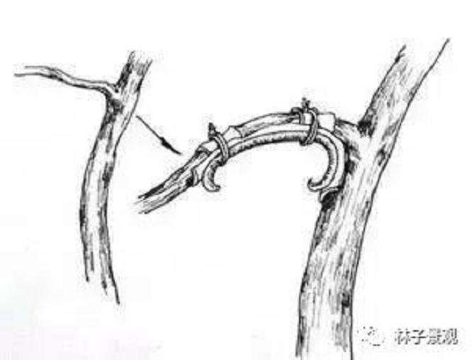 盆景枸杞制作盆景枝条拿弯的技巧