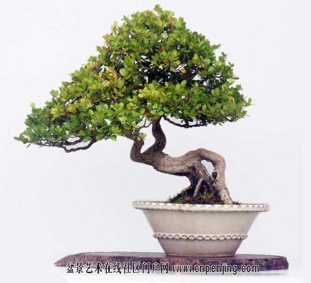 怎么预防盆景盆土板结 用这4个方法