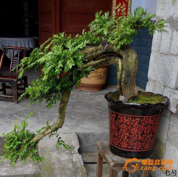 怎么解决盆景盆土板结的问题