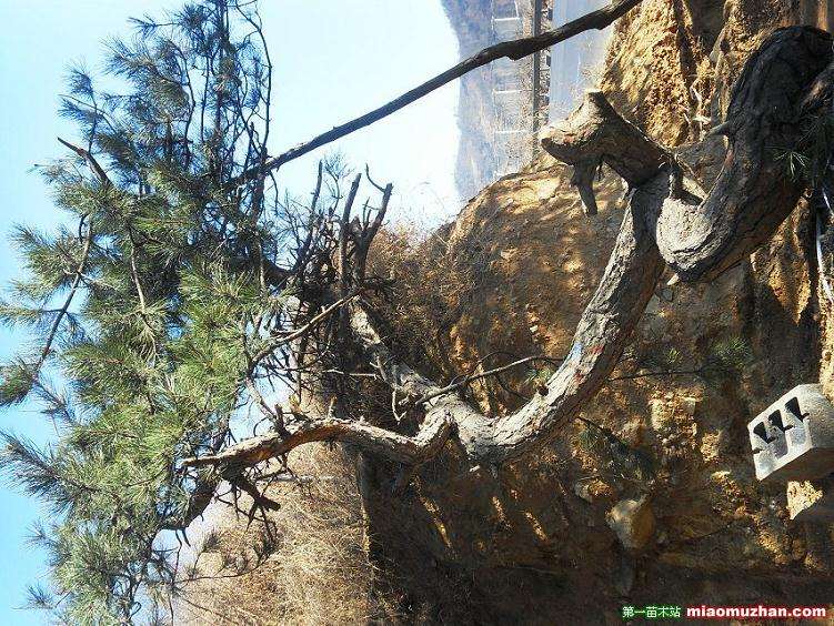 怎么养护管理油松盆景