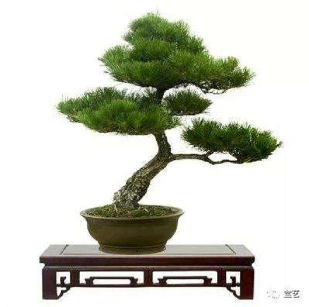 买家怎么区分黑松和油松的图片 有没有方法