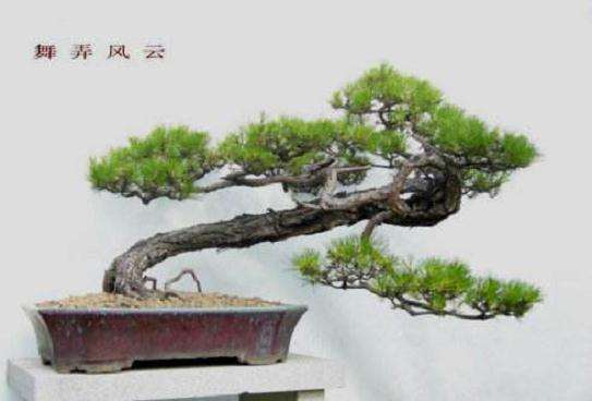 怎么给油松盆景修剪整形