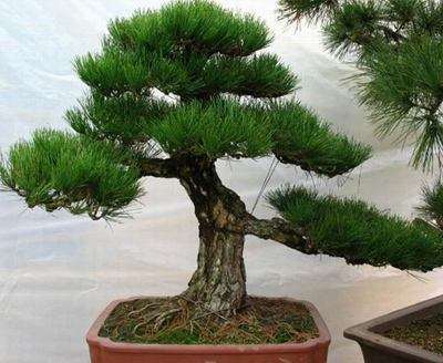 怎么挖掘油松盆景和定势的方法