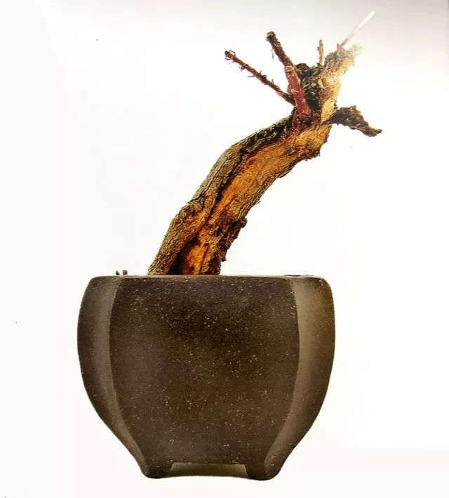 图解 怎么避免微型盆景制作中犯错的方法