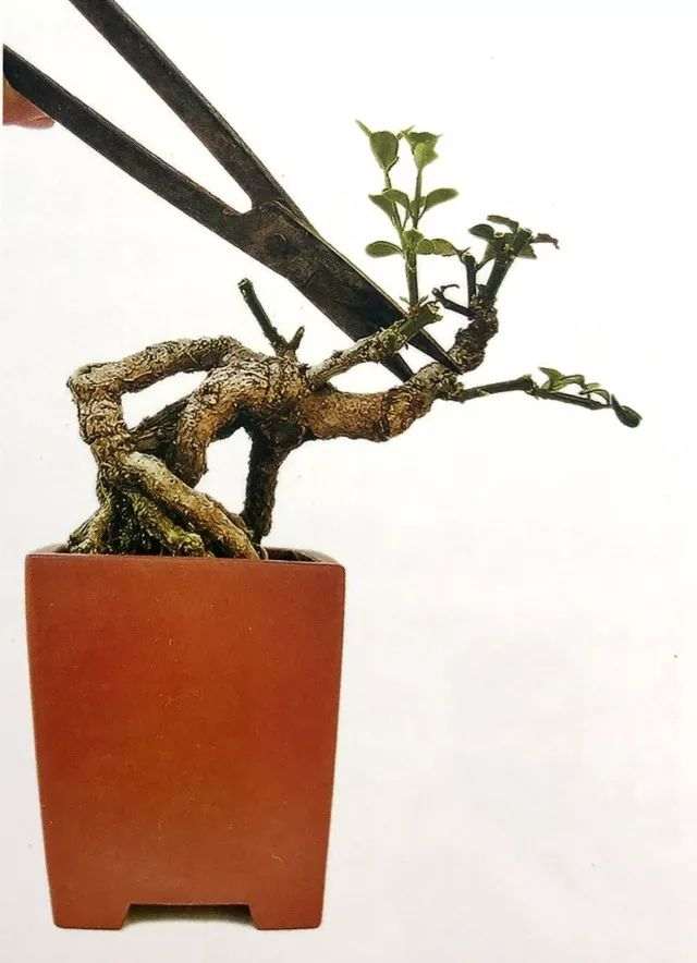 图解 怎么避免微型盆景制作中犯错的方法