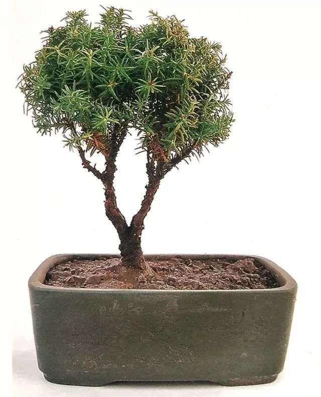 图解 怎么避免微型盆景制作中犯错的方法