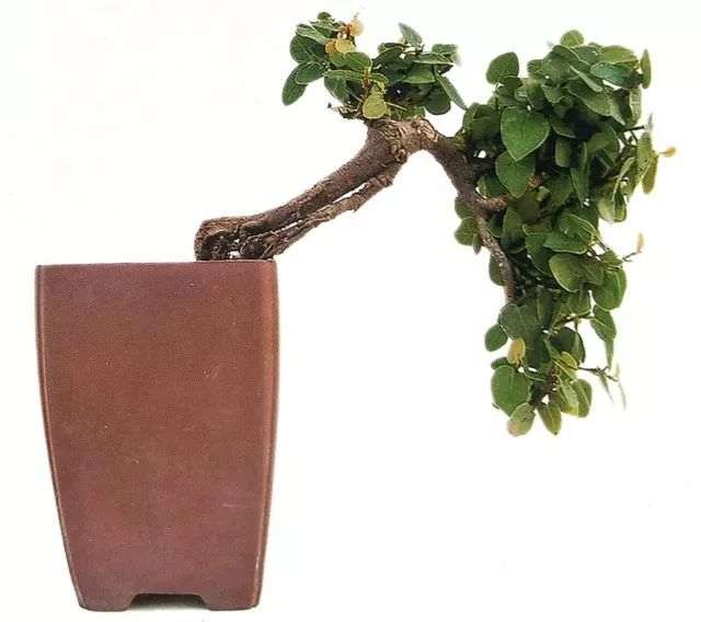 图解 怎么避免微型盆景制作中犯错的方法