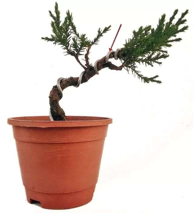 图解 怎么避免微型盆景制作中犯错的方法