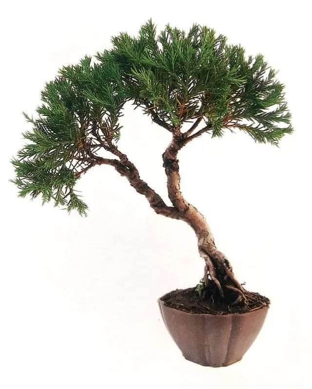 图解 怎么避免微型盆景制作中犯错的方法