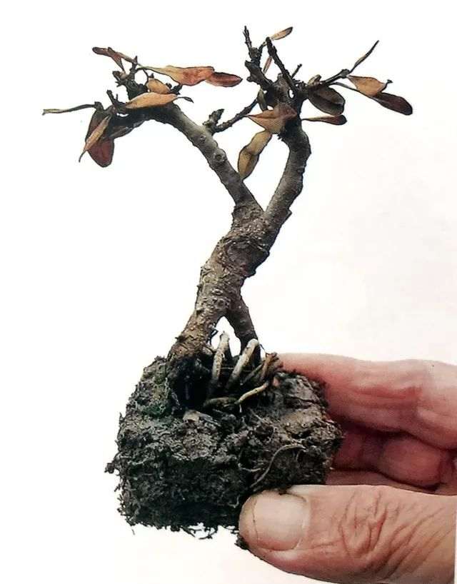 图解 怎么避免微型盆景制作中犯错的方法