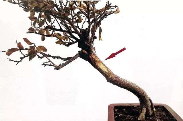 图解 怎么避免微型盆景制作中犯错的方法