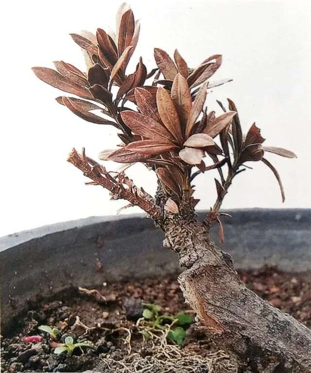 图解 怎么避免微型盆景制作中犯错的方法