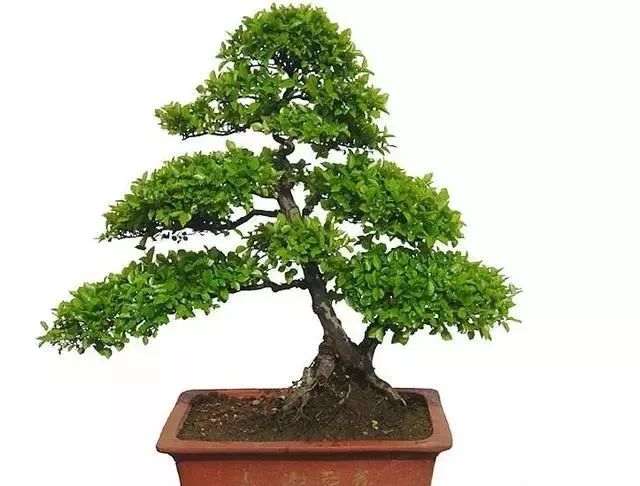 每年什么时候修剪刺冬青盆景最好 图片