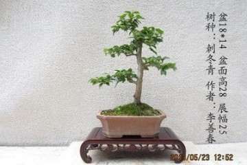 百岁科学家植物园栽下铁冬青 图片