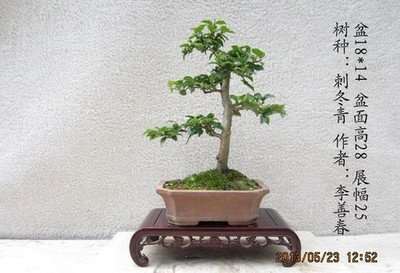 百岁科学家植物园栽下铁冬青 图片