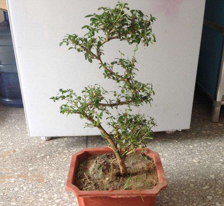 北美冬青品种获林木良种认定