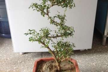 北美冬青品种获林木良种认定