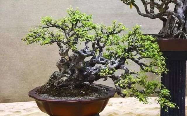 榆树盆景换盆造型