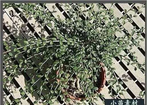 榆树盆景换盆造型