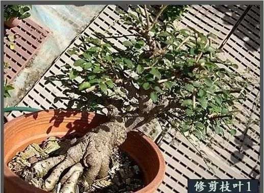 榆树盆景换盆造型