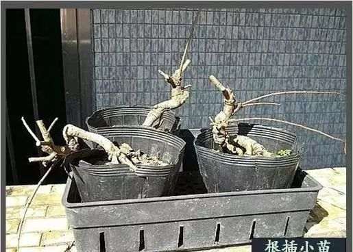 榆树盆景换盆造型