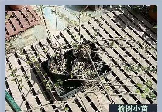 榆树盆景换盆造型