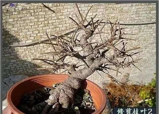 榆树盆景换盆造型