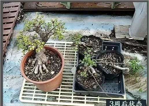 榆树盆景换盆造型