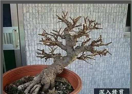 榆树盆景换盆造型