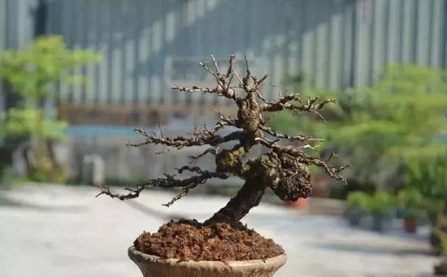 榆树盆景换盆造型