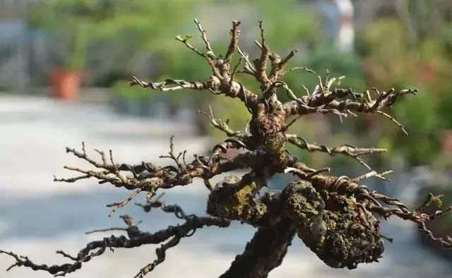 榆树盆景换盆造型