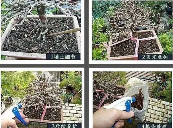 榆树盆景换盆造型