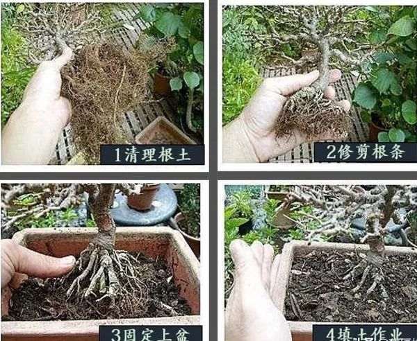 榆树盆景换盆造型