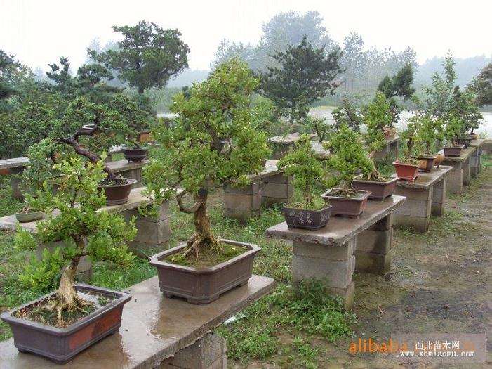 下山桩的怎么培植土壤与如何移植 图片