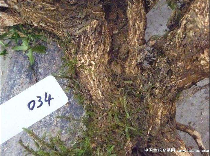 怎么让下山桩快速发芽的3个方法 图片