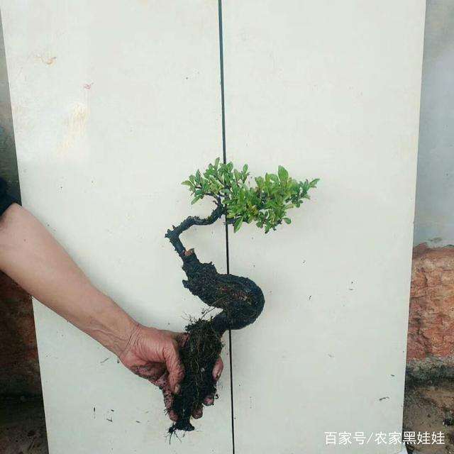 下山桩的3个养胚方法和怎么浇水