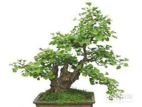 金豆下山桩的种植方法 怎么养护 图片