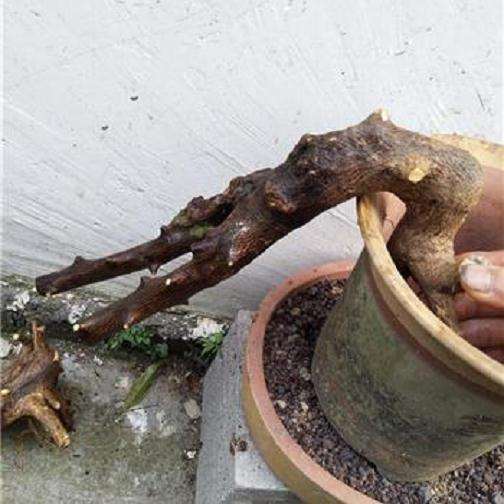 用3个方法来判断下山桩是不是熟桩 图片