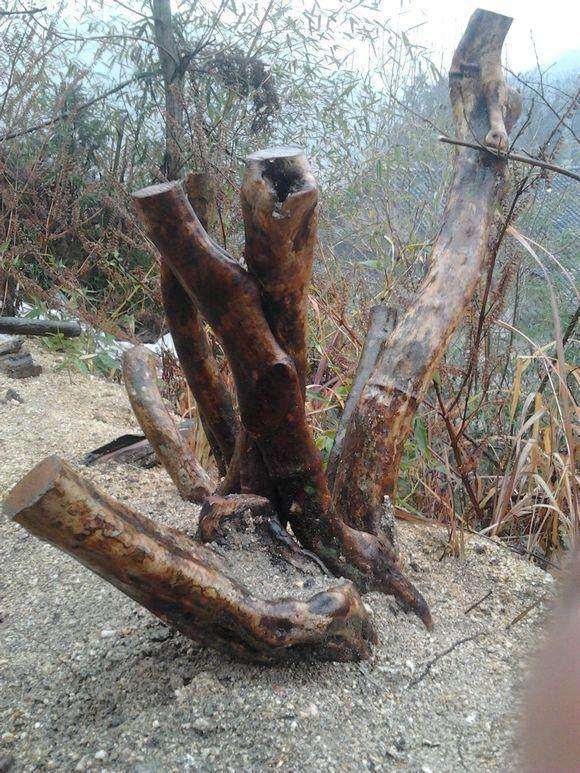 怎么处理映山红下山桩的根部及枝叶 图片