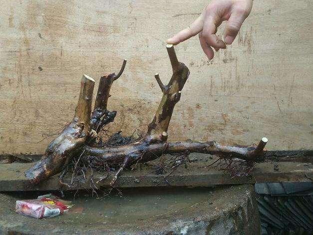 怎么让映山红下山桩发芽发根的3个方法 图片