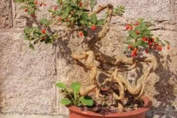 枸杞盆景怎么栽培 方法分享  图片