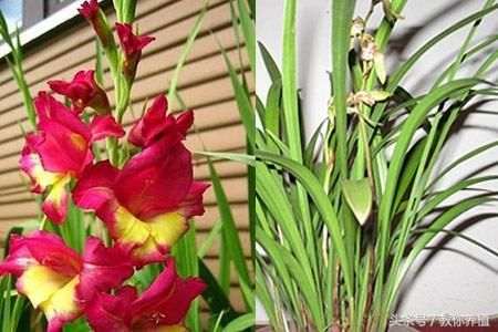 唐菖蒲球茎腐烂病