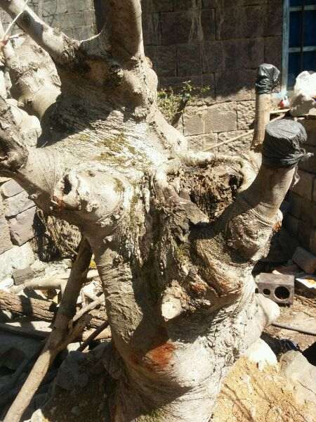 去年12月挖的榆树下山桩 重400斤 大家看看