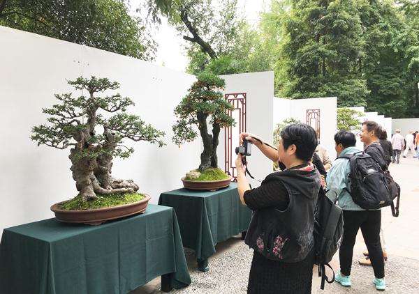 国庆长假热了盆景销售 