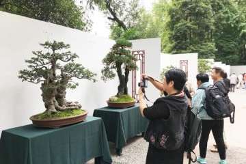 国庆长假热了盆景销售 5天卖出1000万