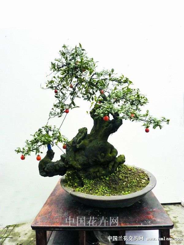 金弹子下山桩授粉