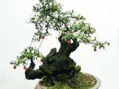 证实下金弹子下山桩要授粉的真假 图片